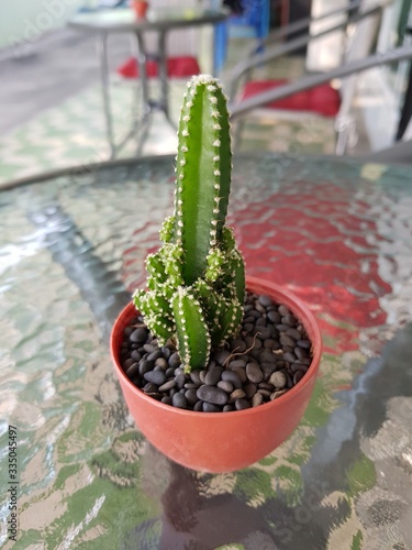 green plant in a pot