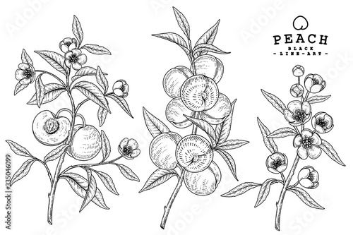 Vector Sketch Peach decorative set. Hand Drawn Botanical Illustrations. Black and white with line art isolated on white backgrounds. Fruits drawings. Retro style elements.