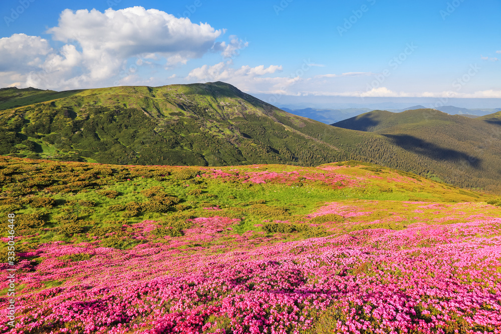 Landscape with mountain, the lawns are covered by pink rhododendron flowers, blue sky with clouds. Summer. Concept of nature rebirth. Wallpaper background. Location place Carpathian, Ukraine, Europe.