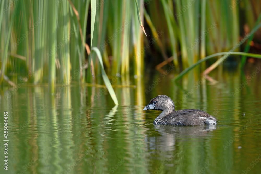 Pied-billed grebe (Podilymbus podiceps) registered swimming inside a wetland in freedom and lonely Pied-billed grebe (Podilymbus podiceps) registered swimming inside a wetland in freedom and lonely
