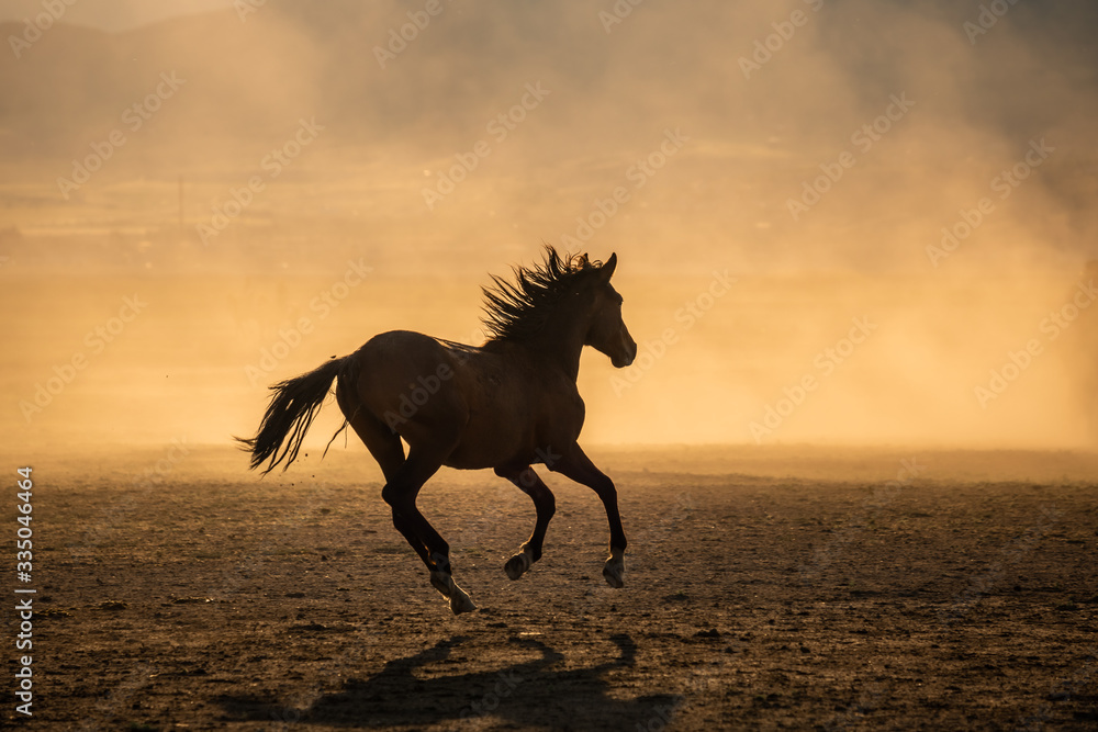 Free horses, left to nature at sunset. Cappadocia, Turkey