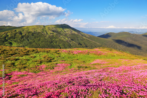 Landscape with mountain, the lawns are covered by pink rhododendron flowers, blue sky with clouds. Summer. Concept of nature rebirth. Wallpaper background. Location place Carpathian, Ukraine, Europe.