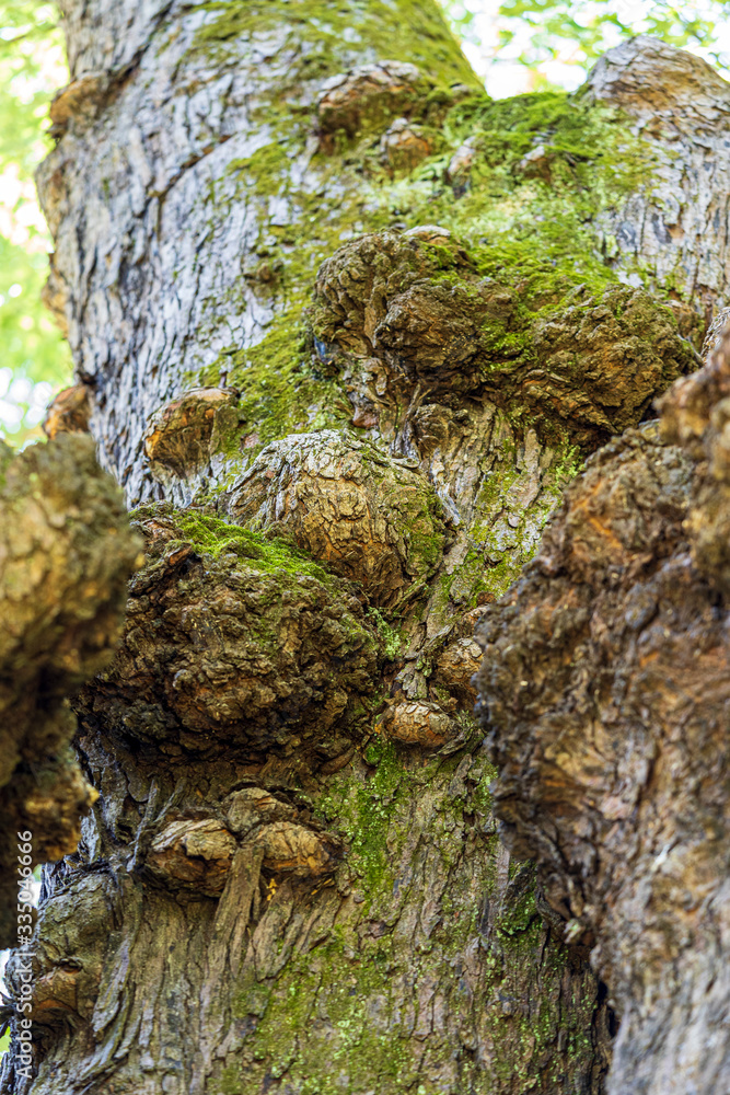 Green moss and bumpy protrusions grow from the gray weathered bark of an old tree in the forest. Green moss and bumpy protrusions grow from the gray weathered bark of an old tree in the forest.
