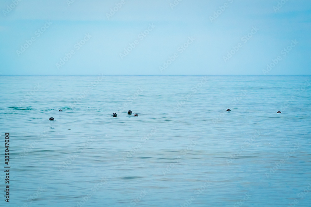 Group of Harbour Seals (Phoca vitulina) also Known as Common Seals Swimming in the Ocean Looking at the Camera