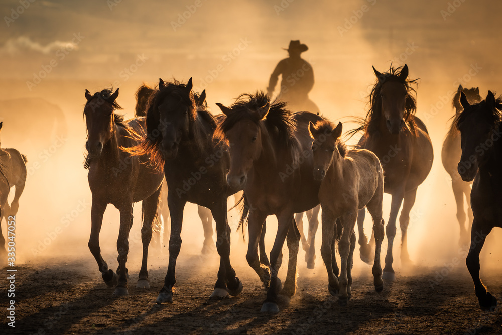 Fototapeta premium Free horses, left to nature at sunset. Cappadocia, Turkey