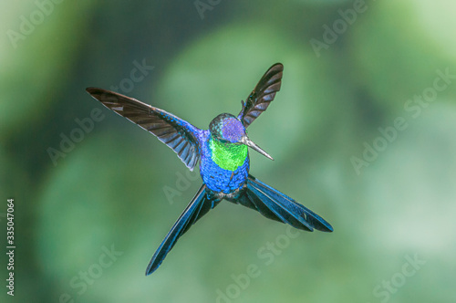Violet-crowned Woodnymph Thalurania colombica in Flight photo