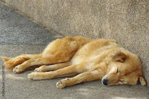 Sleeping redless ginger dog on the street against the wall photo