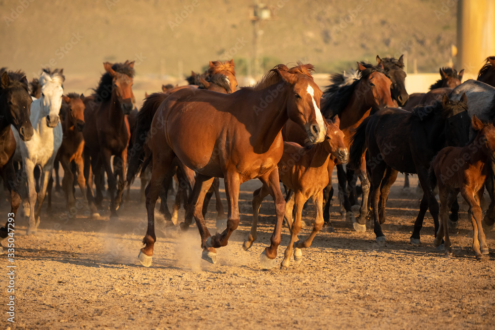 Free horses, left to nature at sunset. Cappadocia, Turkey Free horses, left to nature at sunset. Cappadocia, Turkey