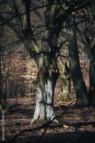 old tree in the forest