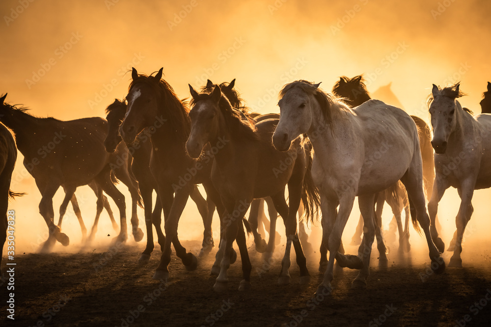 Obraz premium Free horses, left to nature at sunset. Cappadocia, Turkey