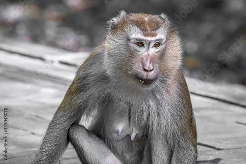 Monkey on the path of the national Park