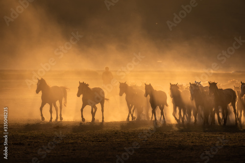 Free horses  left to nature at sunset. Cappadocia  Turkey