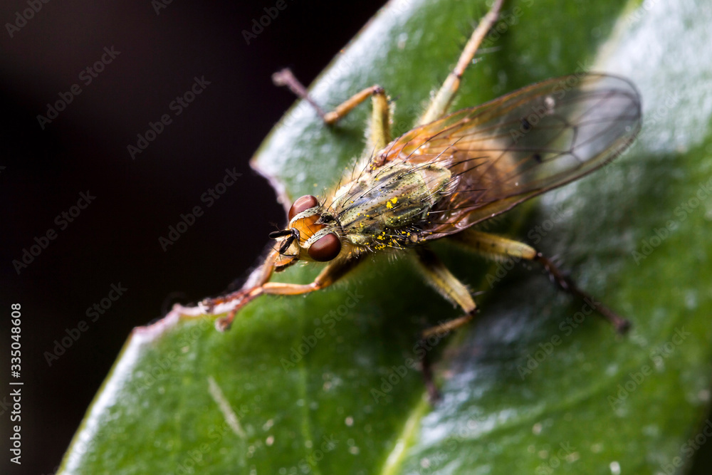 Naklejka premium Mouche