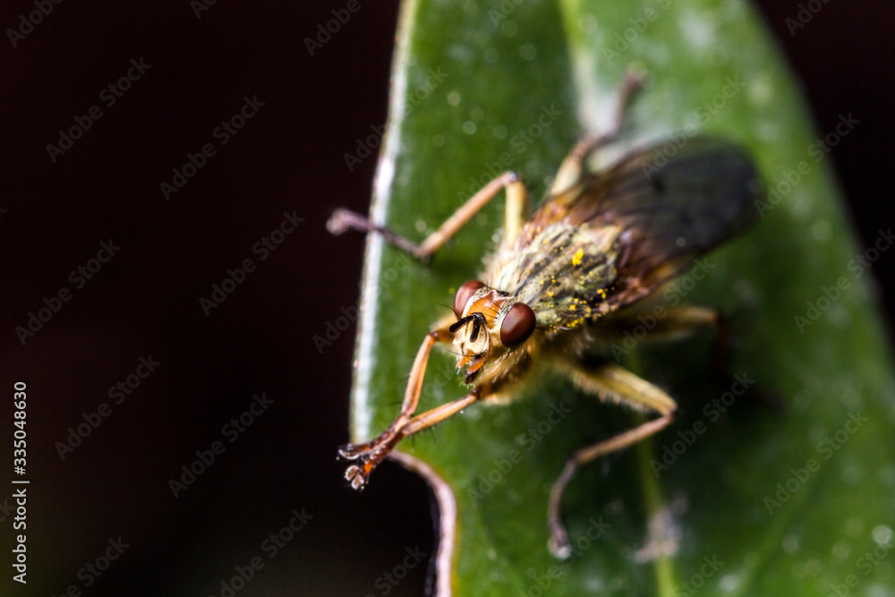 France,Auvergne,Allier,Le Brethon,Insecte France,Auvergne,Allier,Le Brethon,Insecte