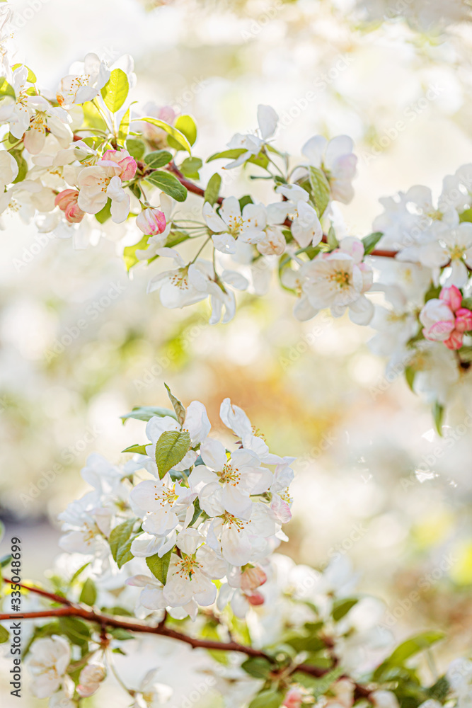 Fototapeta premium Blossoming apple tree in the garden. A branch of a blossoming apple tree in the shade. Shallow depth of field. Toned image.