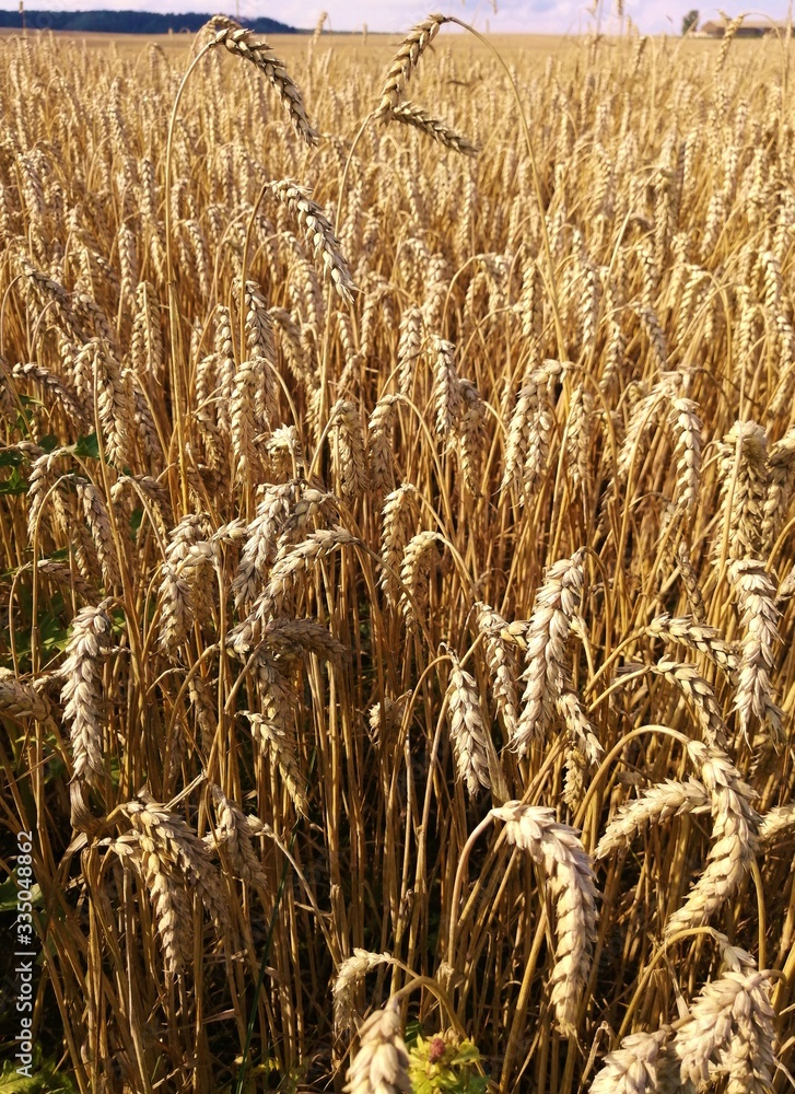 wheat field in the summer in the open countryside wheat field in the summer in the open countryside