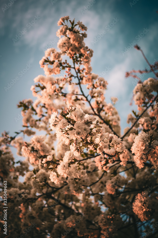 Fototapeta premium tree in bloom