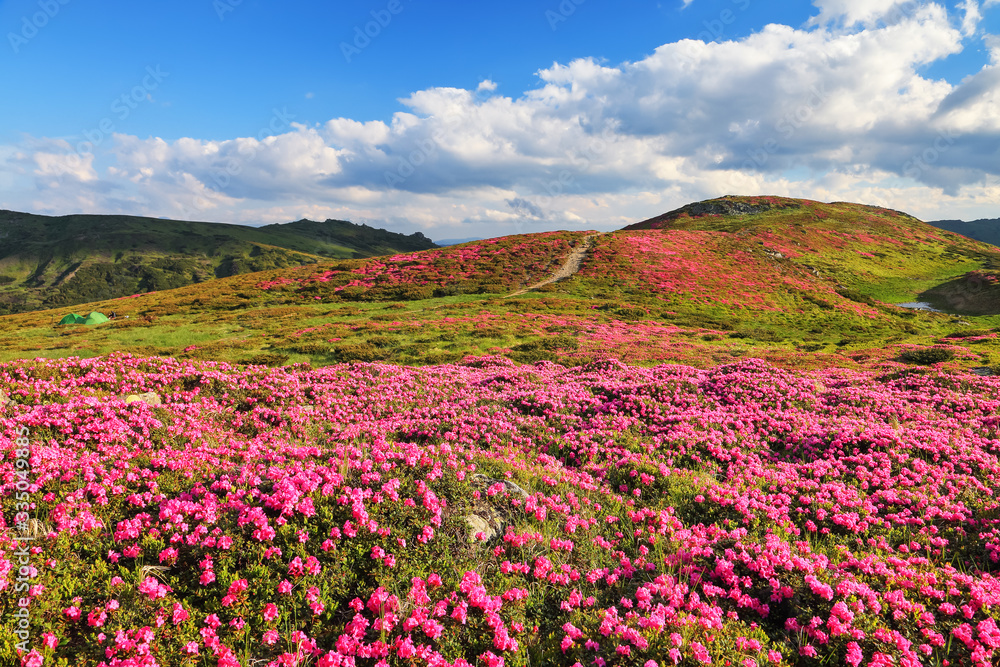 Amazing summer day. Mountain landscape. The lawns are covered by pink rhododendron flowers. Concept of nature rebirth. Location place Carpathian, Ukraine, Europe.