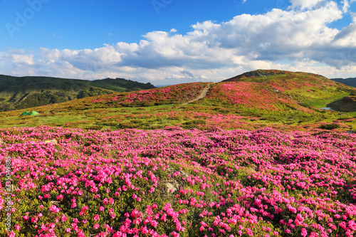 Amazing summer day. Mountain landscape. The lawns are covered by pink rhododendron flowers. Concept of nature rebirth. Location place Carpathian  Ukraine  Europe.