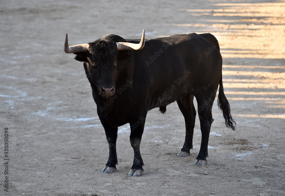 toro español