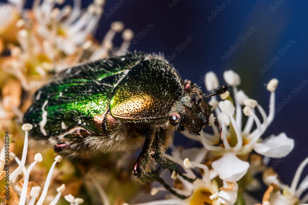 France,Auvergne,Allier,Le Brethon,Insecte France,Auvergne,Allier,Le Brethon,Insecte