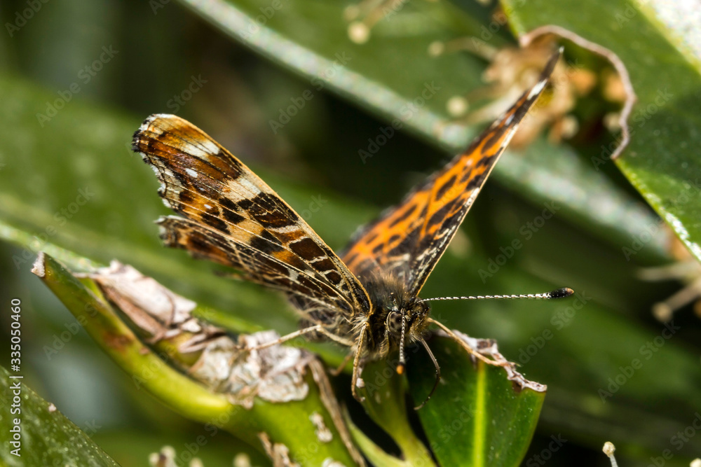Papillon, Belle Dame, Vanessa Cardui Papillon, Belle Dame, Vanessa Cardui