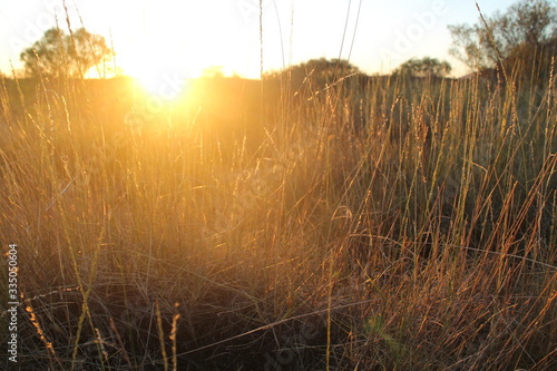 Sunny dawn in a field of grass