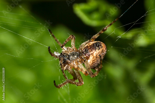 Araignée des Jardins ou Araignée Porte-Croix,Epeire Diadème