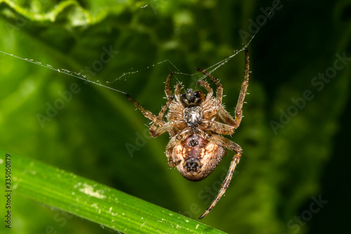 France,Auvergne,Allier,Le Brethon,Insecte