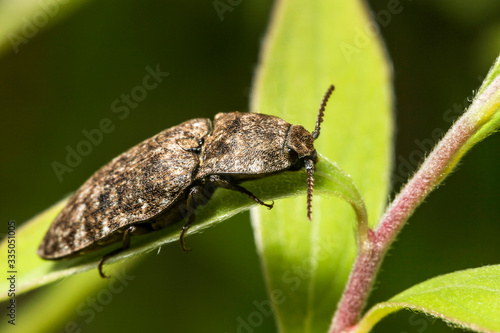 Coléoptères,Agrypnus murinus © sebastien rabany