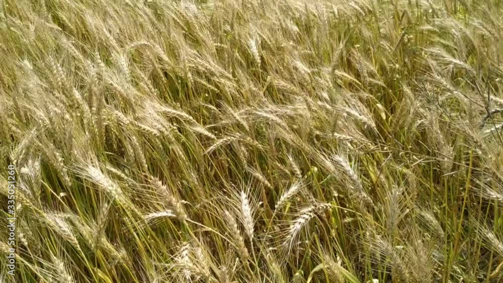 Close up pan over golden wheat field blowing in wind. Nepal Close up pan over golden wheat field blowing in wind. Nepal
