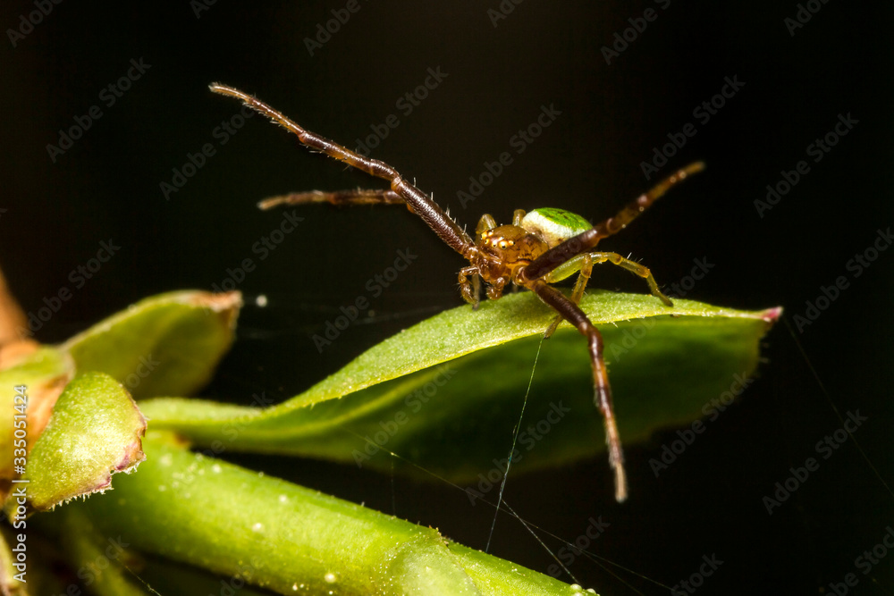 Fototapeta premium Araignee,Araignee courge,Araniella cucurbitina