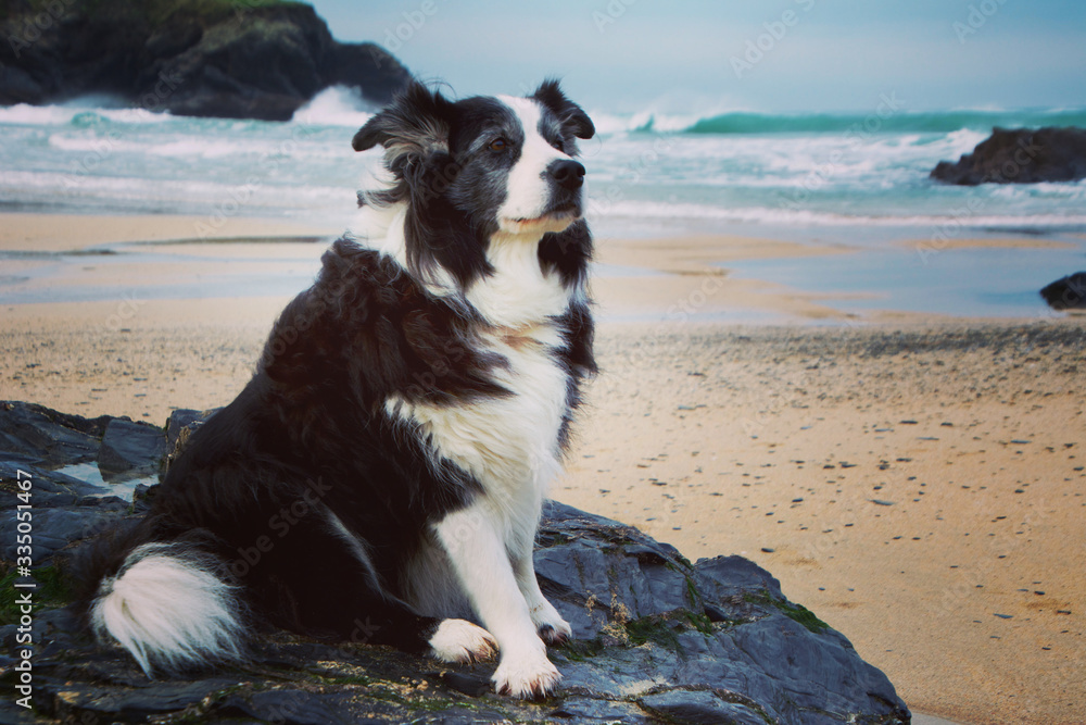 Border collie sitting on a rock on the beach Border collie sitting on a rock on the beach