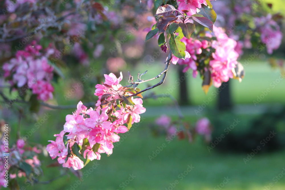 Fototapeta premium flower