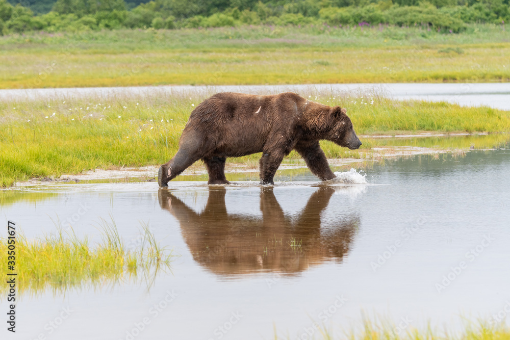 Male coastal brown bear (Ursus arctos) walking through meadows in the Katmai NP, Alaska Male coastal brown bear (Ursus arctos) walking through meadows in the Katmai NP, Alaska