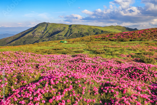 Summer scenery. Panoramic view in lawn are covered by pink rhododendron flowers  blue sky and high mountain. Location Carpathian  Ukraine  Europe. Colorful background. Concept of nature revival.