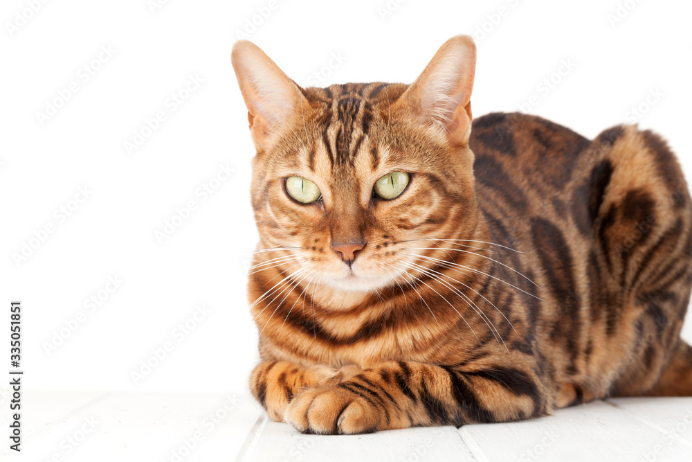 Bengal cat lying on white wooden floor