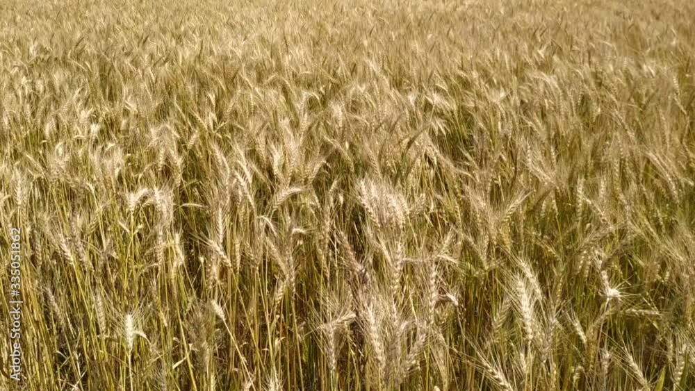 Close up pan over golden wheat field blowing in wind. Nepal Close up pan over golden wheat field blowing in wind. Nepal