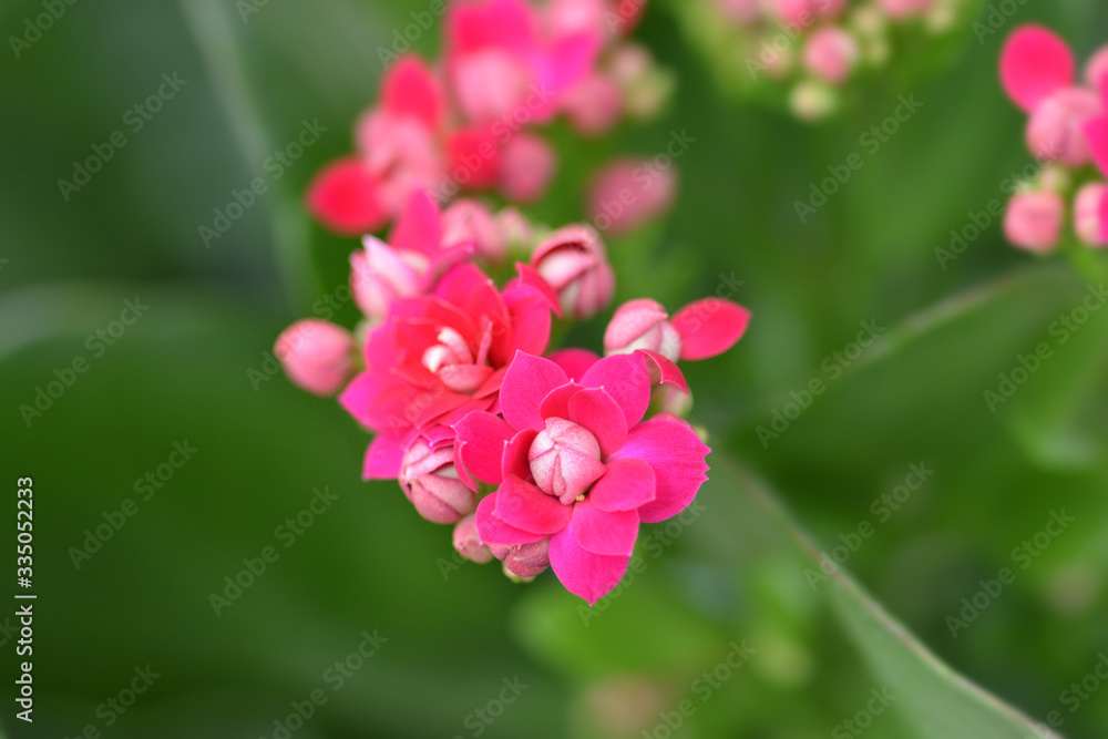 Fototapeta premium Florist kalanchoe