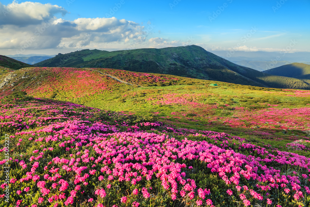 Fototapeta premium Amazing summer day. Mountain landscape. The lawns are covered by pink rhododendron flowers. Concept of nature rebirth. Location place Carpathian, Ukraine, Europe.