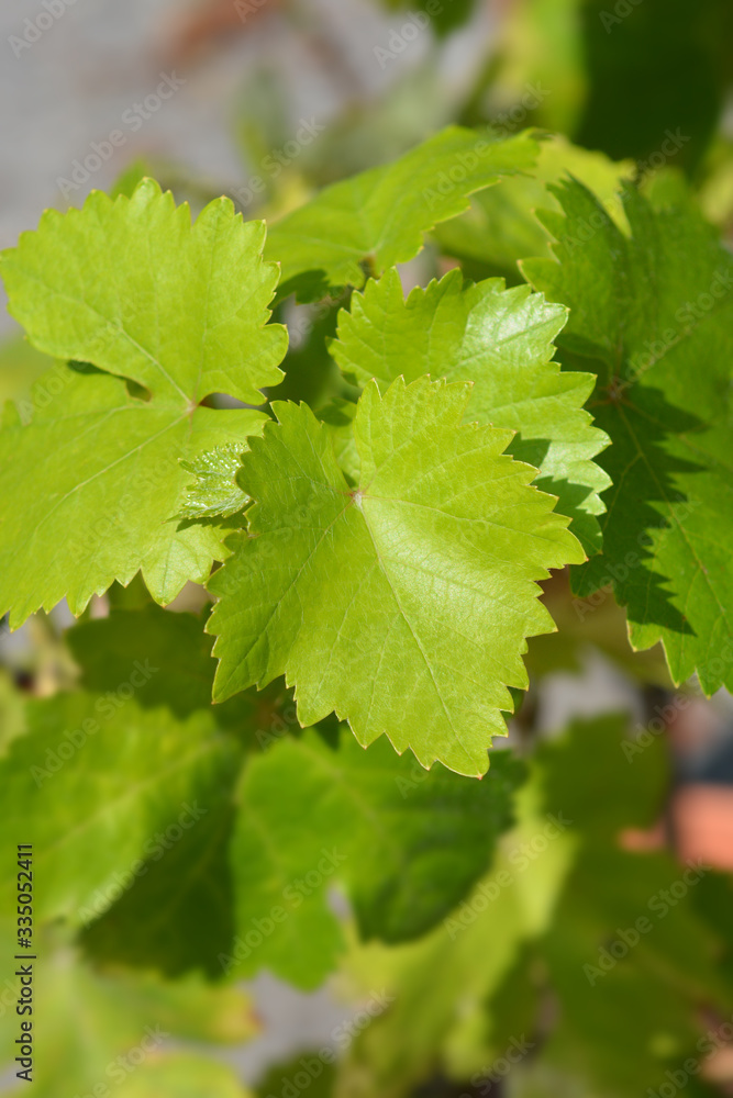 Chardonnay Grape Vine Chardonnay Grape Vine