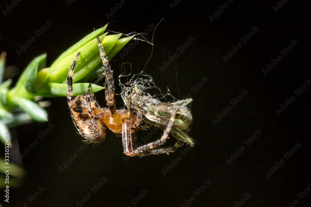 Naklejka premium Araignée des Jardins ou Araignée Porte-Croix,Epeire Diadème