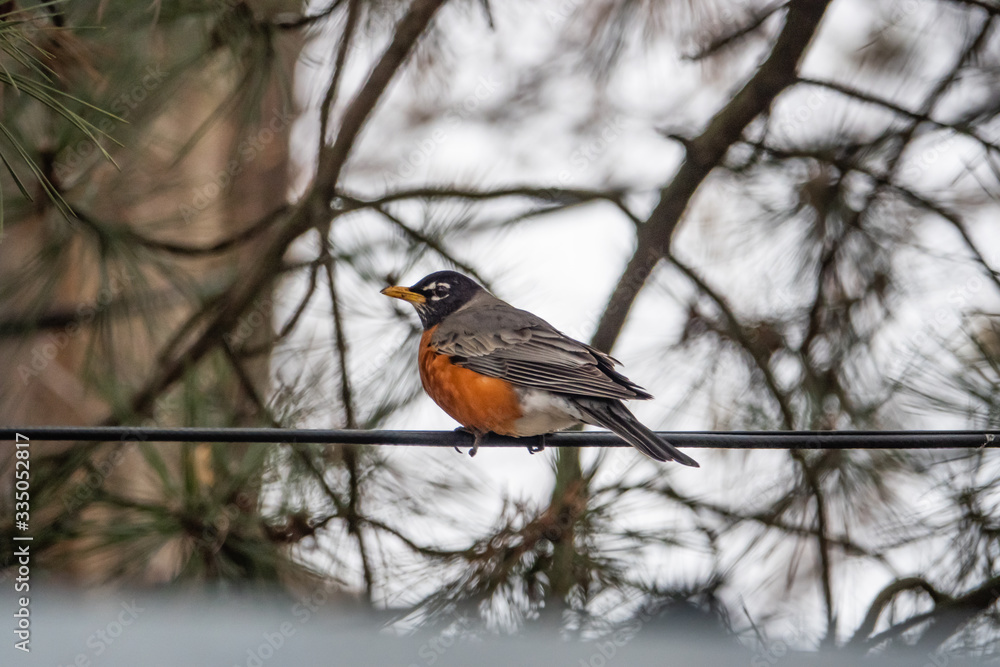 American Robin on Branch in Springtime American Robin on Branch in Springtime