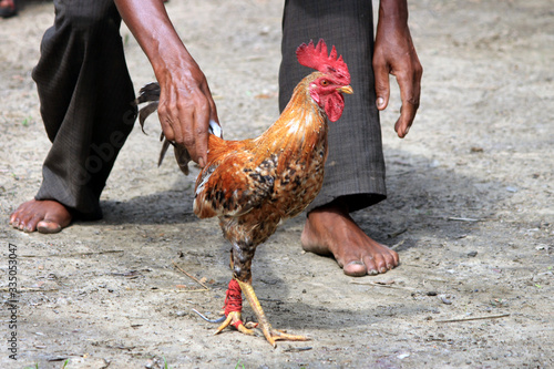 Preparation of traditional cockfighting competition in India. Fighter Hen and the Master.