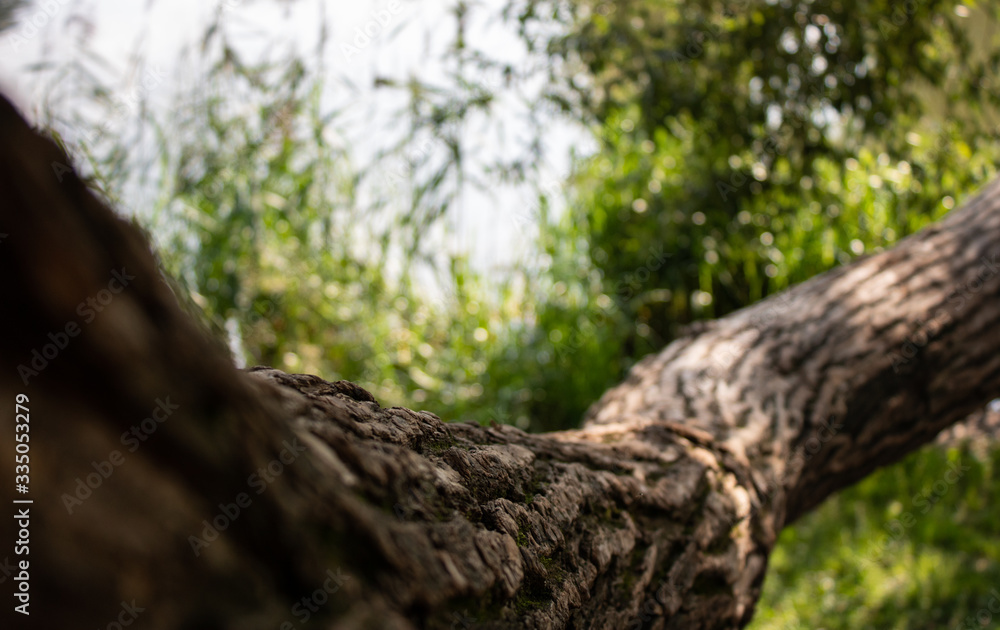 Tree trunk close-up. Plenty of room for text. Tree trunk close-up. Plenty of room for text.