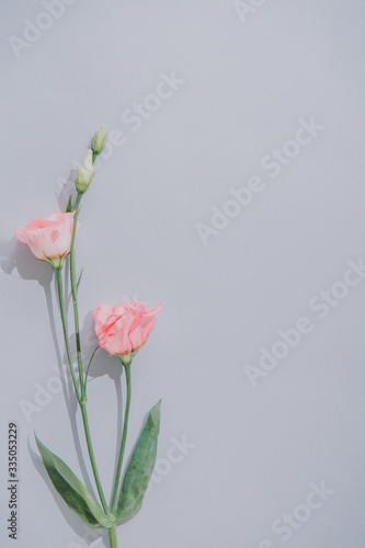 Creative flat lay composition with spring flowers and gray background. Natural sun light lighting and sharp shadows. Realistic aesthetic look. Contemporary style.