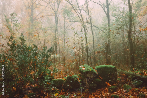 Landscape with fog in a chestnut forest near Montanchez. Extremadura. Spain. photo