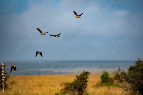 Starlings flying across the African savannah