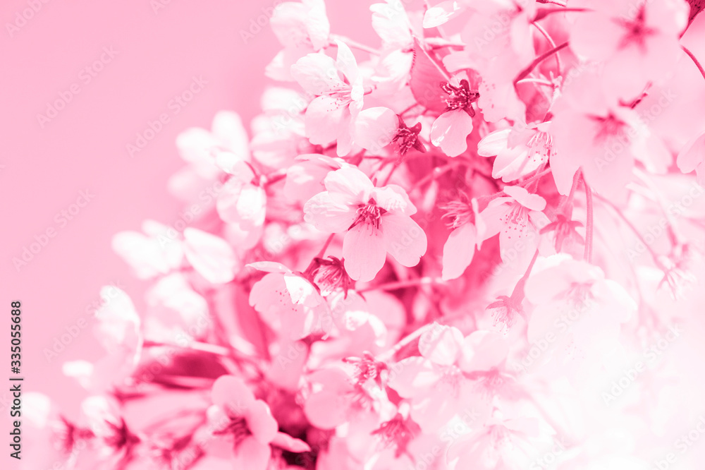Spring border abstract blured background art with pink sakura or cherry blossom. Pink filter. Pink filter.