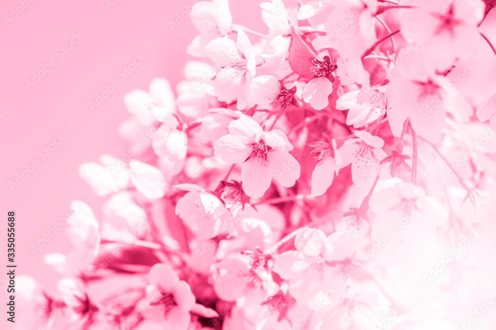 Spring border abstract blured background art with pink sakura or cherry blossom. Pink filter. Pink filter. Spring border abstract blured background art with pink sakura or cherry blossom. Pink filter. Pink filter.